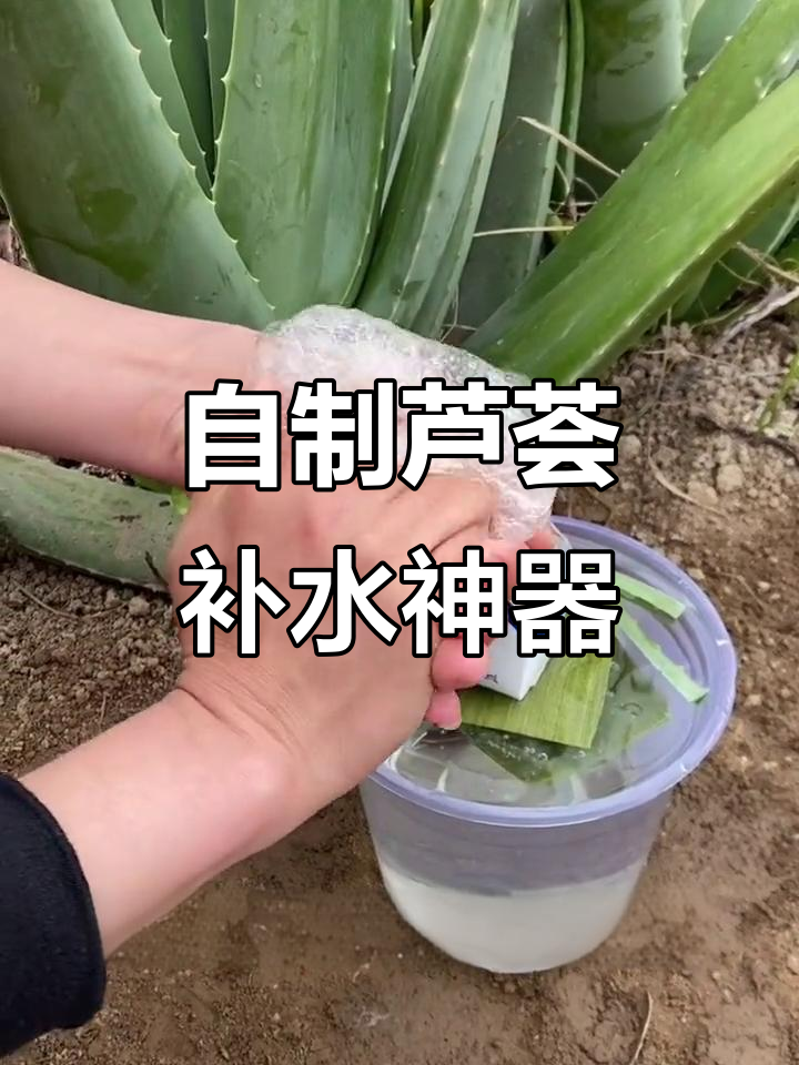 怎样用新鲜芦荟祛斑(新鲜芦荟有没有祛斑的功效)