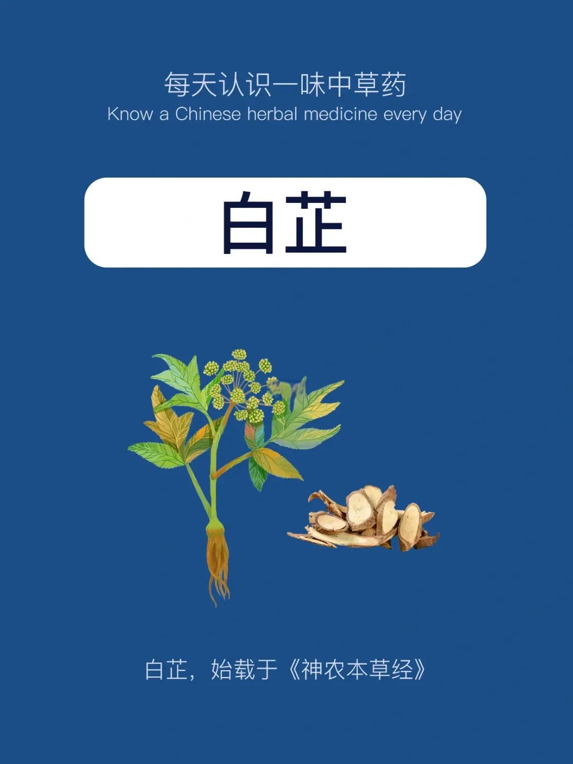 白芷可以祛斑吗(白芷可以祛斑吗?)