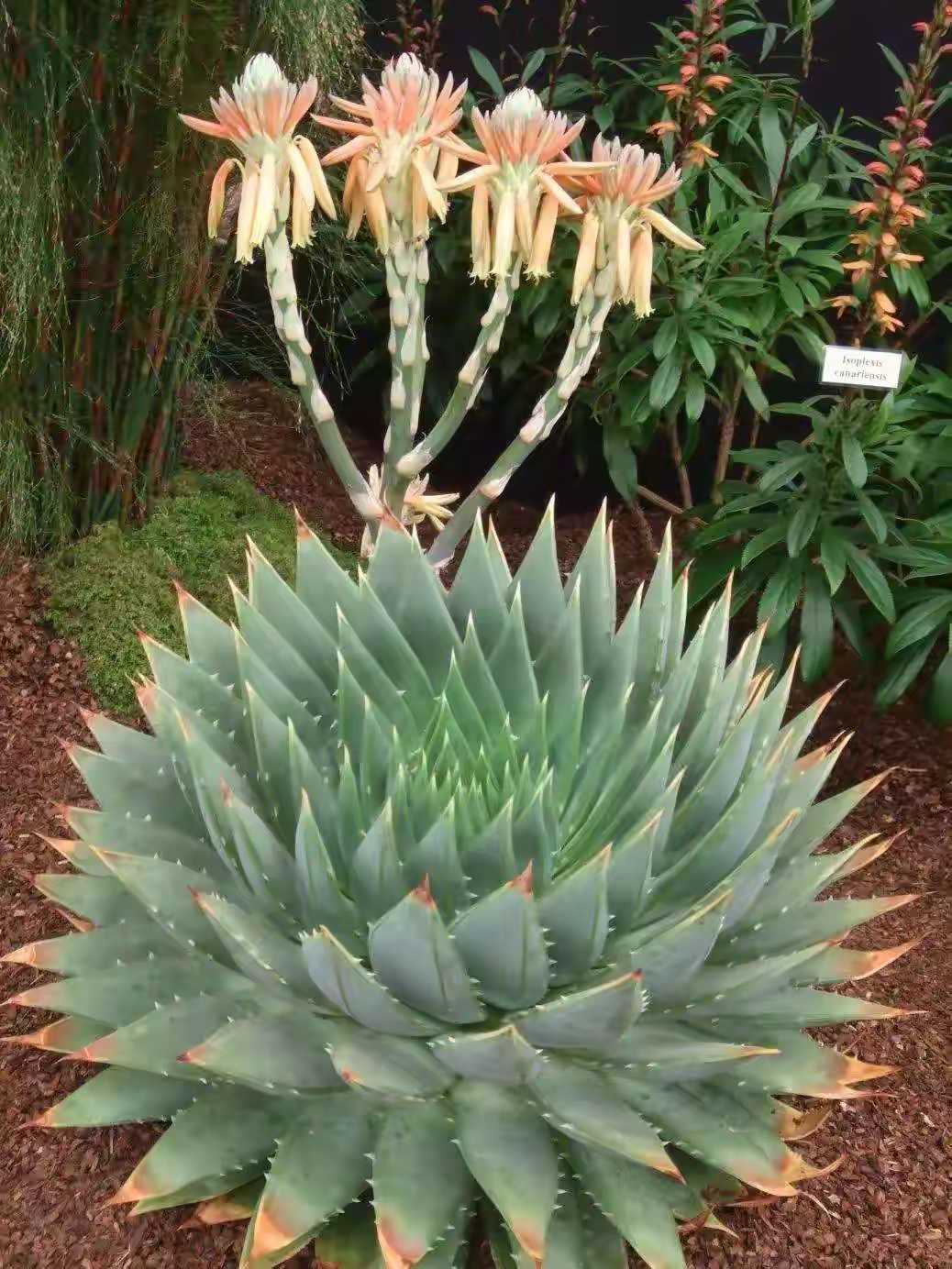 芦荟祛斑吗(芦荟能淡化黑色素沉淀吗)