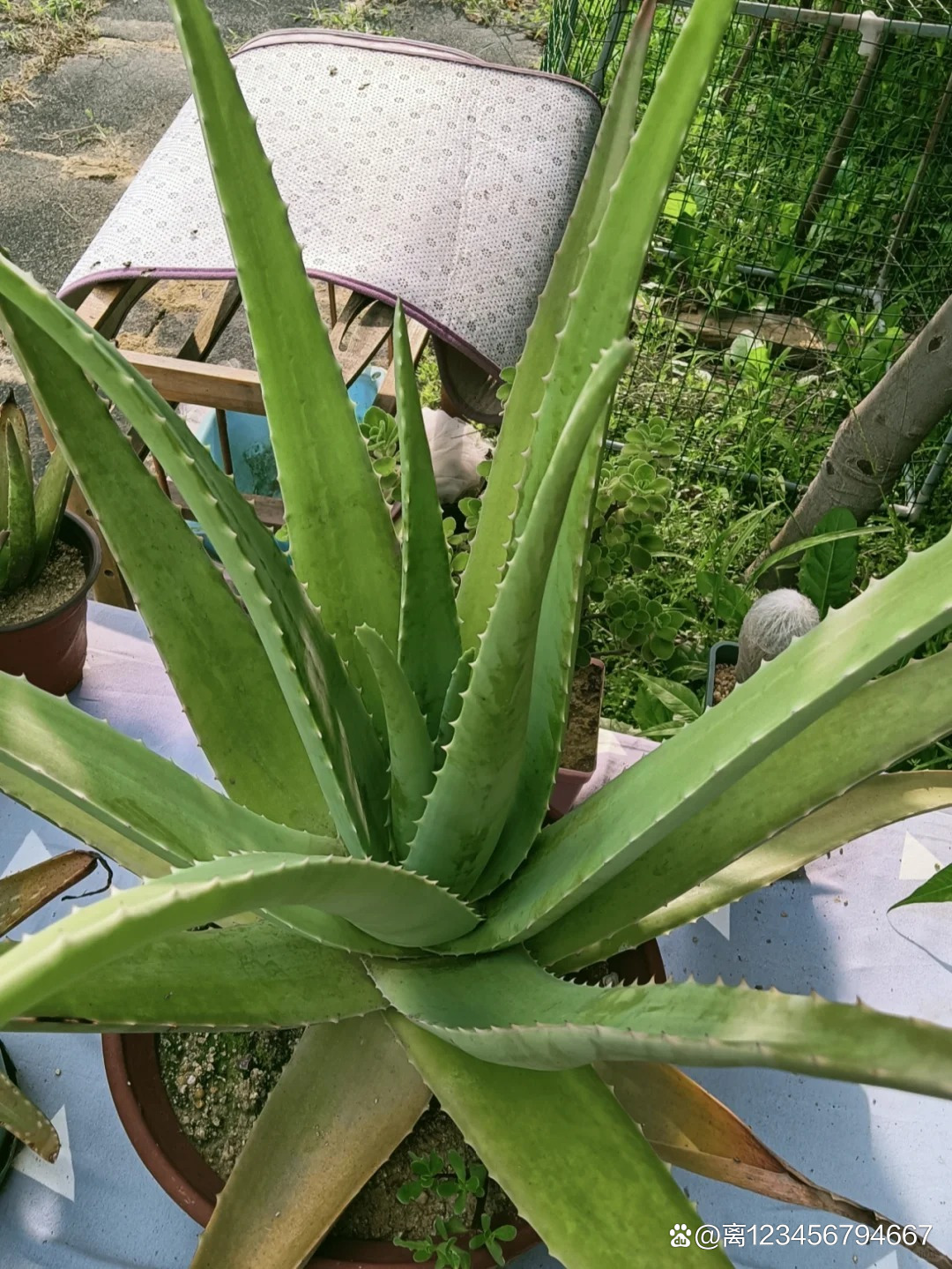 什么植物可以祛斑(什么植物可以祛斑最有效)