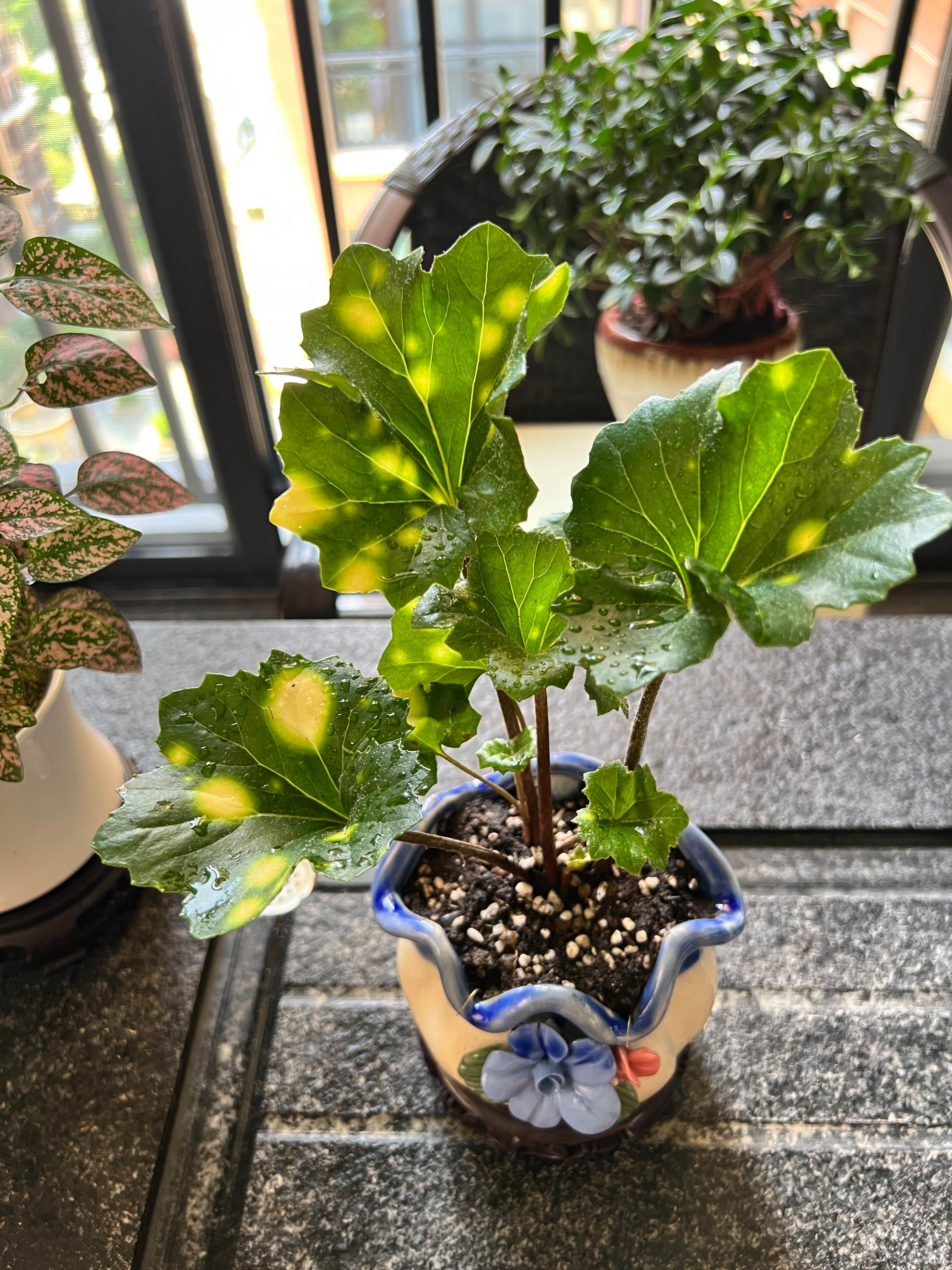 什么植物可以祛斑(什么植物可以祛斑最有效)